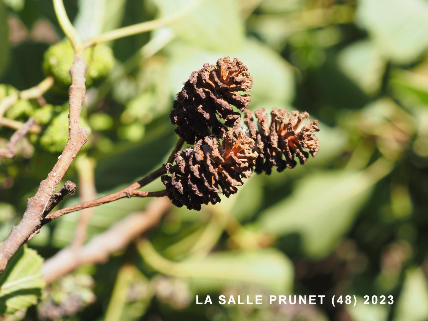 Alder fruit